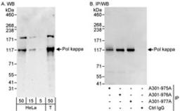 Detection of human Pol kappa by western blot and immunoprecipitation.