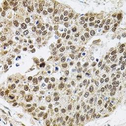 Immunohistochemical staining of mouse brain tissue using BAF60a antibody