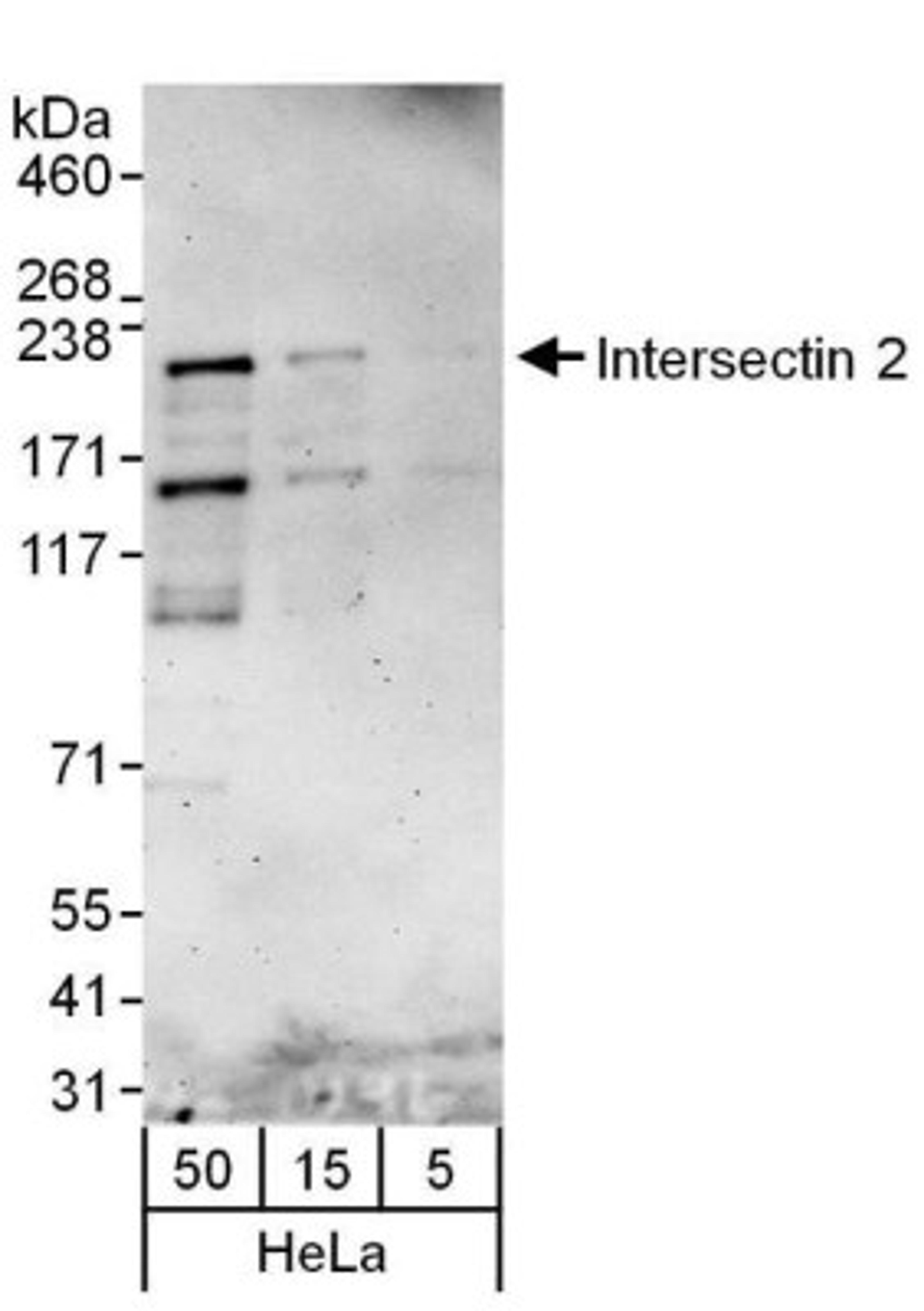 Western Blot: Intersectin 2 Antibody [NBP1-71833] - Whole cell lysate (5, 15 and 50) from HeLa cells. Antibody used at 0.04 ug/ml.