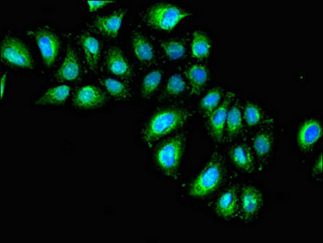 Immunofluorescent analysis of A549 cells using CSB-PA011621EA01HU at dilution of 1: 100 and Alexa Fluor 488-congugated AffiniPure Goat Anti-Rabbit IgG(H+L)