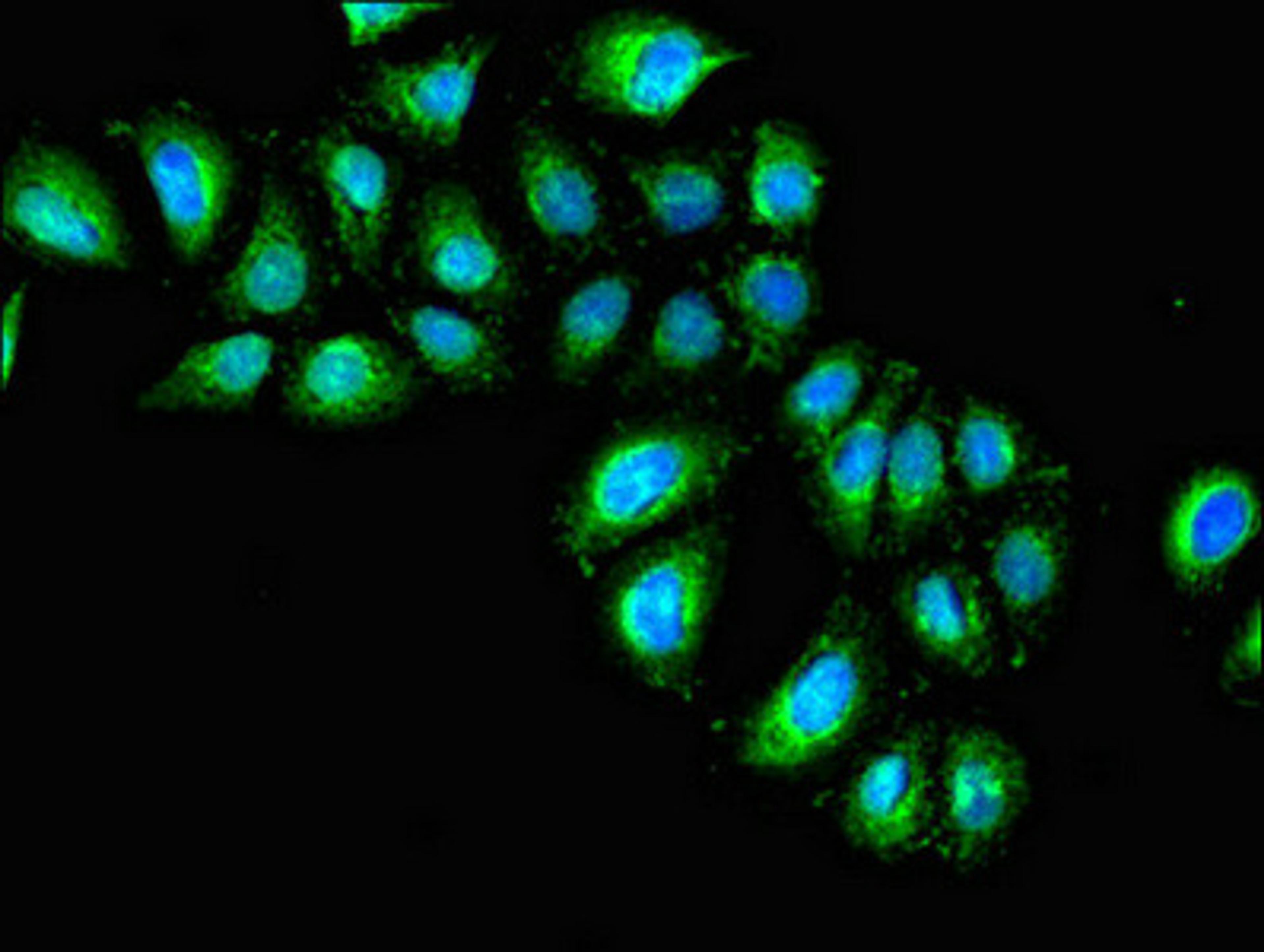 Immunofluorescent analysis of A549 cells using CSB-PA011621EA01HU at dilution of 1: 100 and Alexa Fluor 488-congugated AffiniPure Goat Anti-Rabbit IgG(H+L)