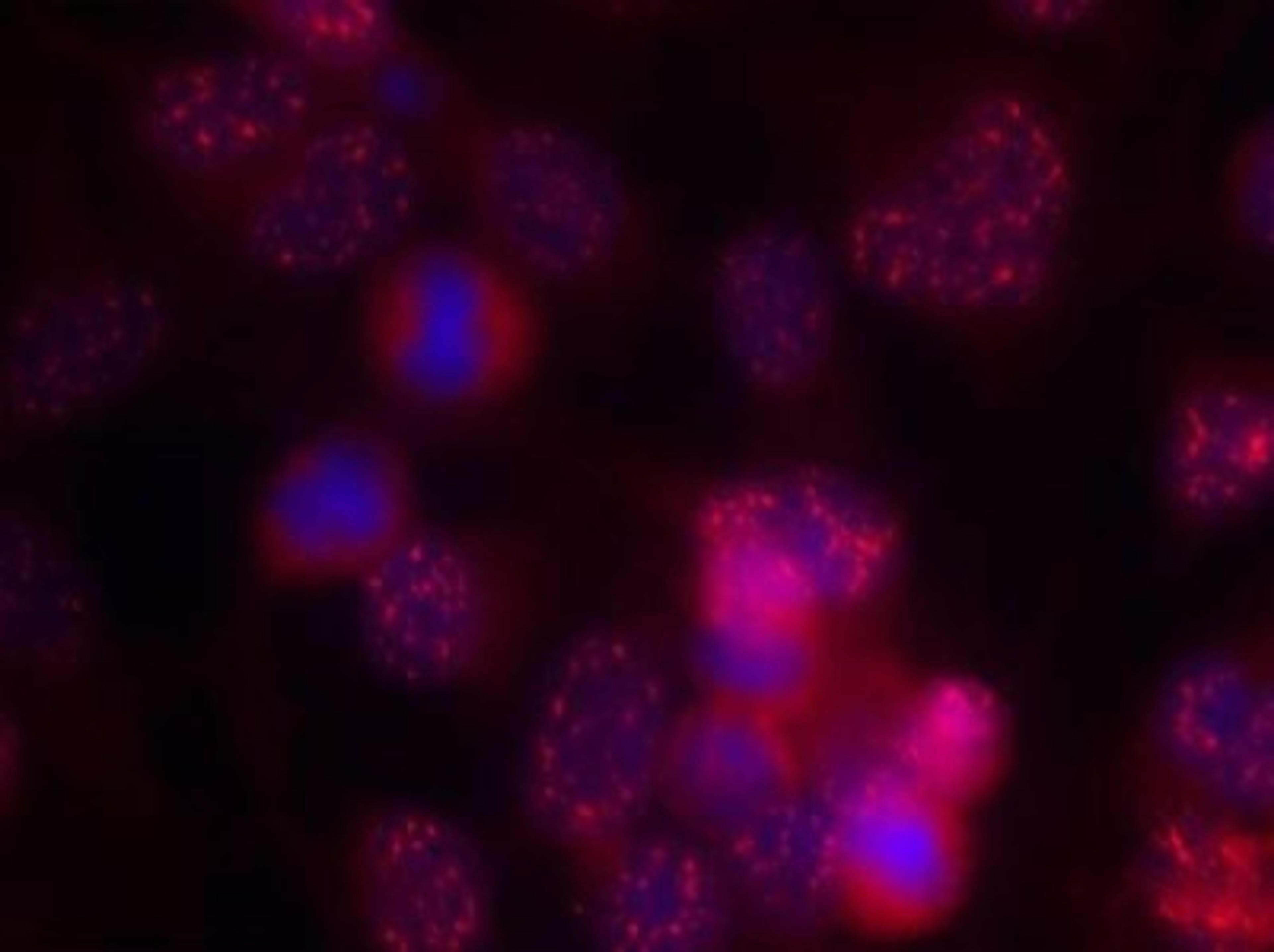 Immunocytochemistry/Immunofluorescence: PKC delta Antibody [NB100-82142] - Staining of methanol-fixed Hela cells using PKC delta (Ab-645) antibody