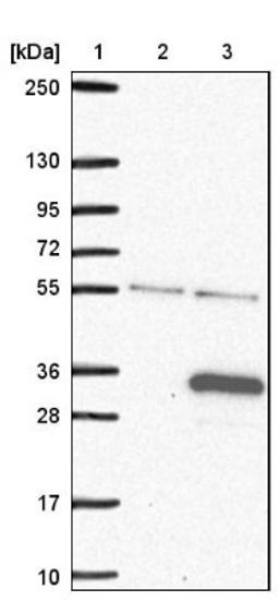 Western Blot: FAM71C Antibody [NBP1-81090] - Lane 1: Marker [kDa] 250, 130, 95, 72, 55, 36, 28, 17, 10<br/>Lane 2: Negative control (vector only transfected HEK293T lysate)<br/>Lane 3: Over-expression lysate (Co-expressed with a C-terminal myc-DDK tag (~3.1 kDa) in mammalian HEK293T cells, LY407076)