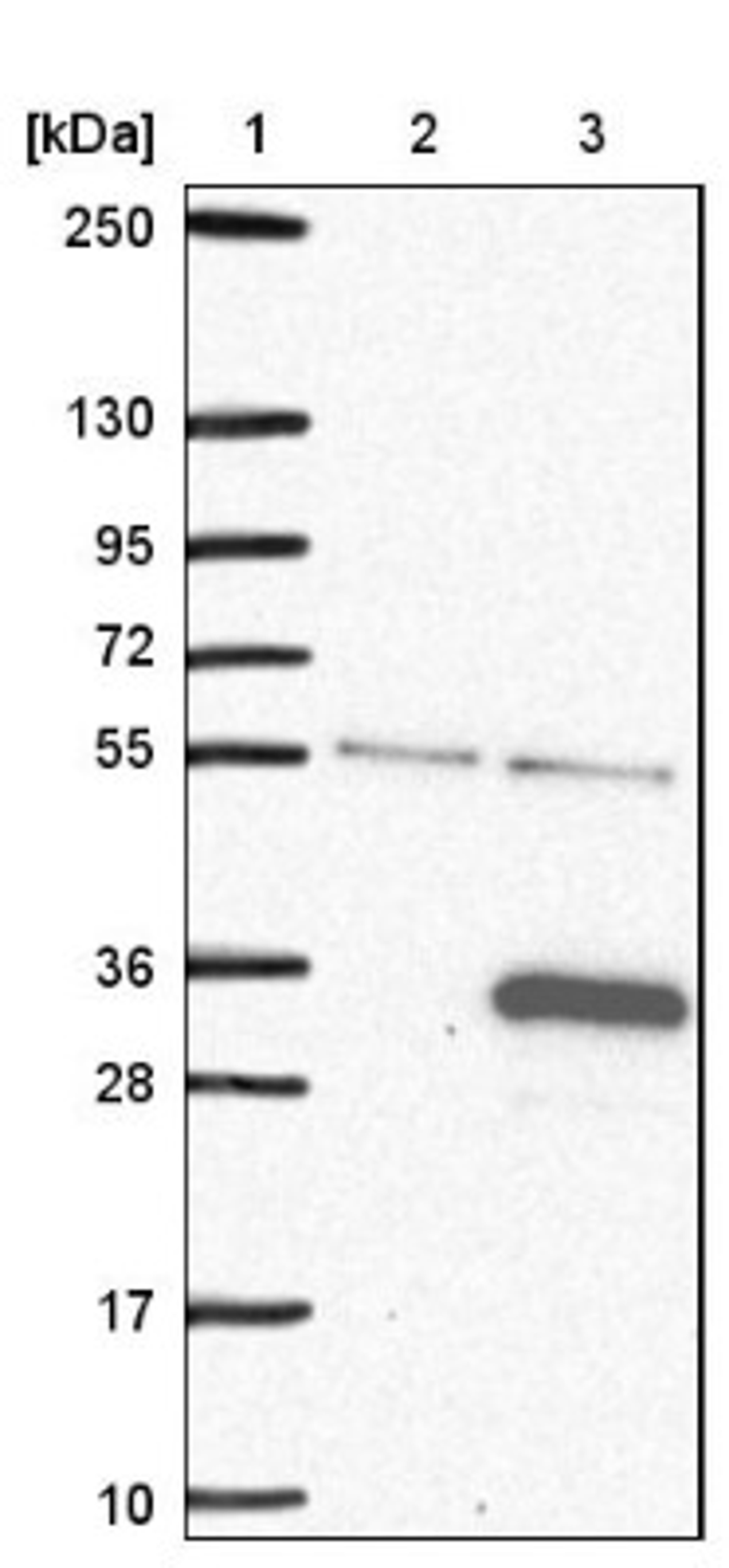 Western Blot: FAM71C Antibody [NBP1-81090] - Lane 1: Marker [kDa] 250, 130, 95, 72, 55, 36, 28, 17, 10<br/>Lane 2: Negative control (vector only transfected HEK293T lysate)<br/>Lane 3: Over-expression lysate (Co-expressed with a C-terminal myc-DDK tag (~3.1 kDa) in mammalian HEK293T cells, LY407076)