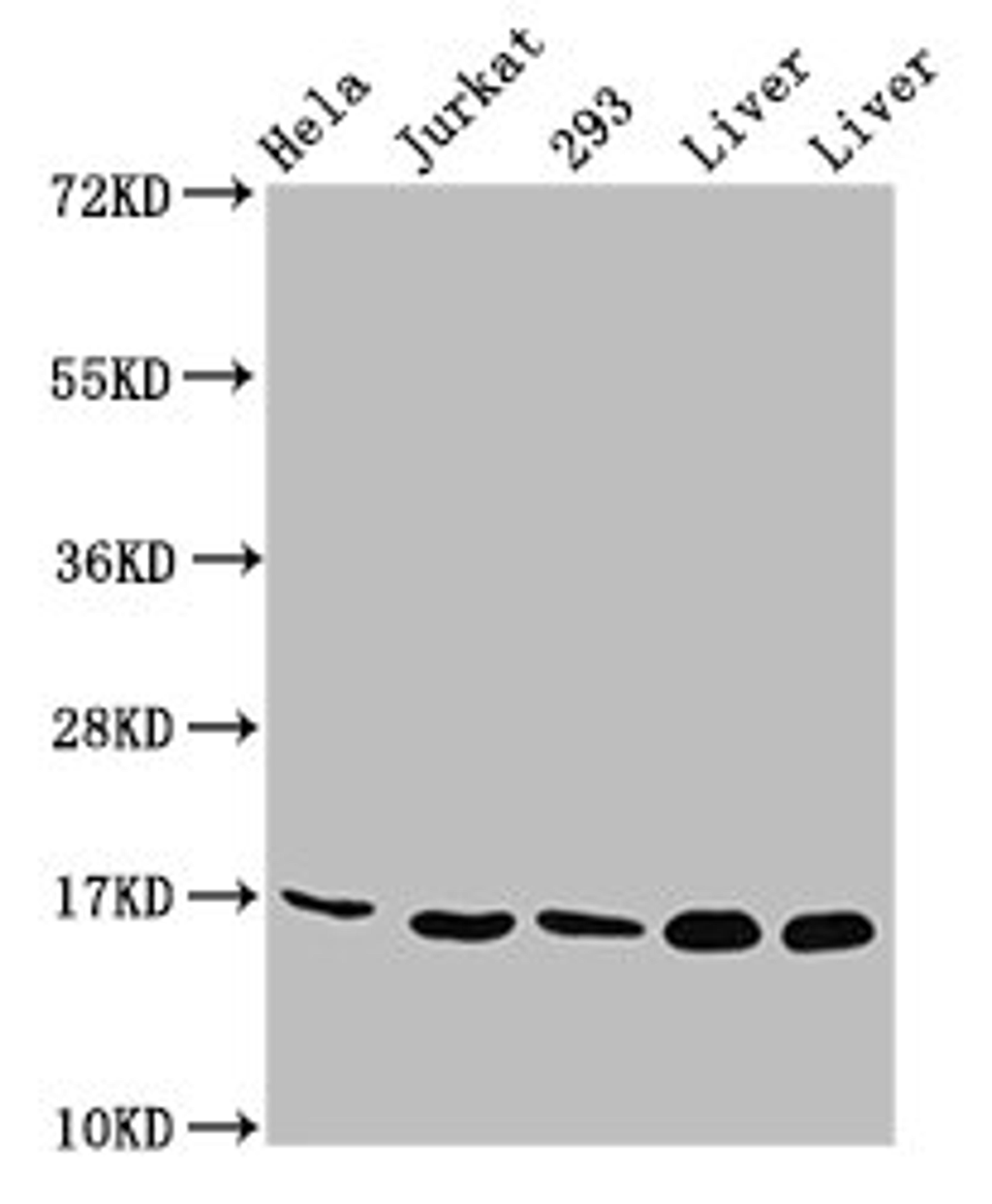 Western Blot. Positive WB detected in: Hela whole cell lysate, Jurkat whole cell lysate, 293 whole cell lysate, Rat liver tissue, Mouse liver tissue. All lanes: HIST1H3A antibody at 1.74µg/ml. Secondary. Goat polyclonal to rabbit IgG at 1/50000 dilution. Predicted band size: 16 kDa. Observed band size: 16 kDa