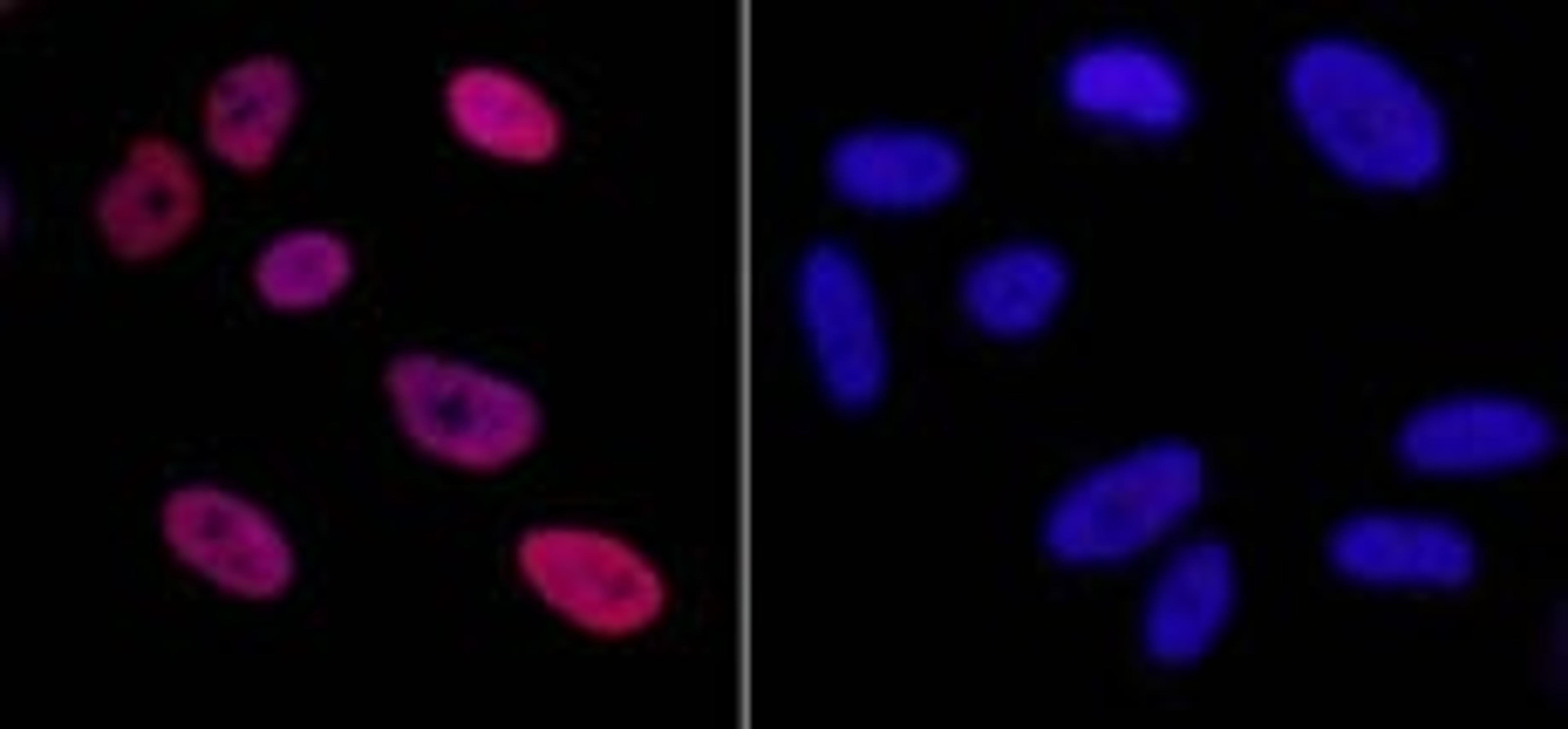 Detection of human Phospho KAP-1 (S824) by immunocytochemistry.