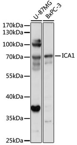 Western blot - ICA1 antibody (A17500)