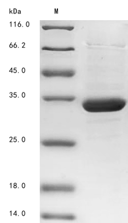 (Tris-Glycine gel) Discontinuous SDS-PAGE (reduced) with 5% enrichment gel and 15% separation gel.
