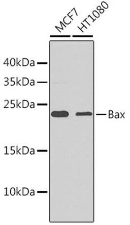 Western blot - Bax antibody (A11550)