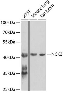 Western blot - NCK2 antibody (A7750)