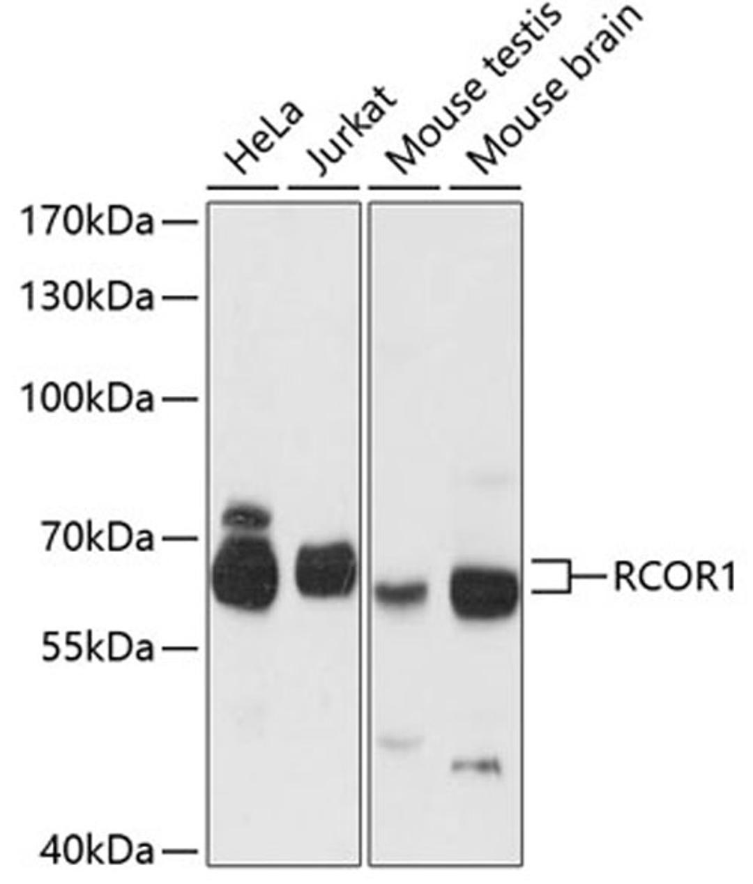 Western blot - RCOR1 antibody (A12845)