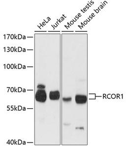 Western blot - RCOR1 antibody (A12845)