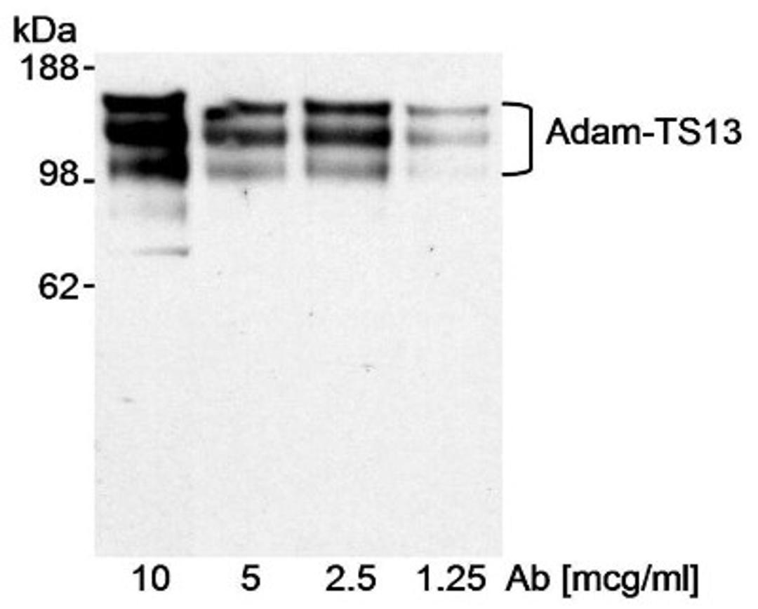 Western Blot: ADAMTS13 Antibody [NB100-584] - Purified recombinant Adam-TS13. Antibody used at the indicated concentrations.