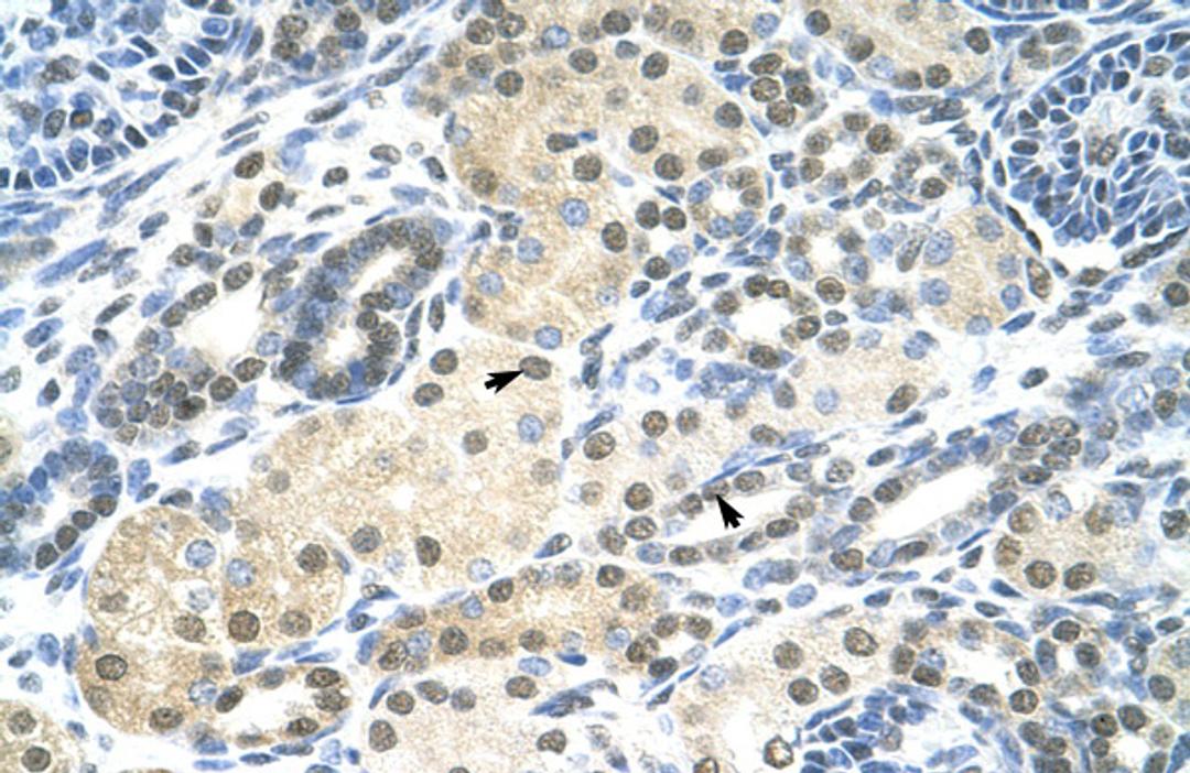 Antibody used in IHC on Human kidney.