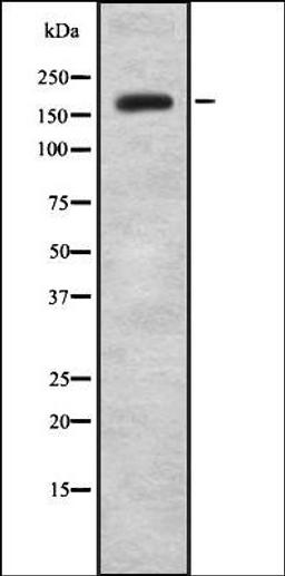 Western blot analysis of HEK293 cells using JAD1B antibody