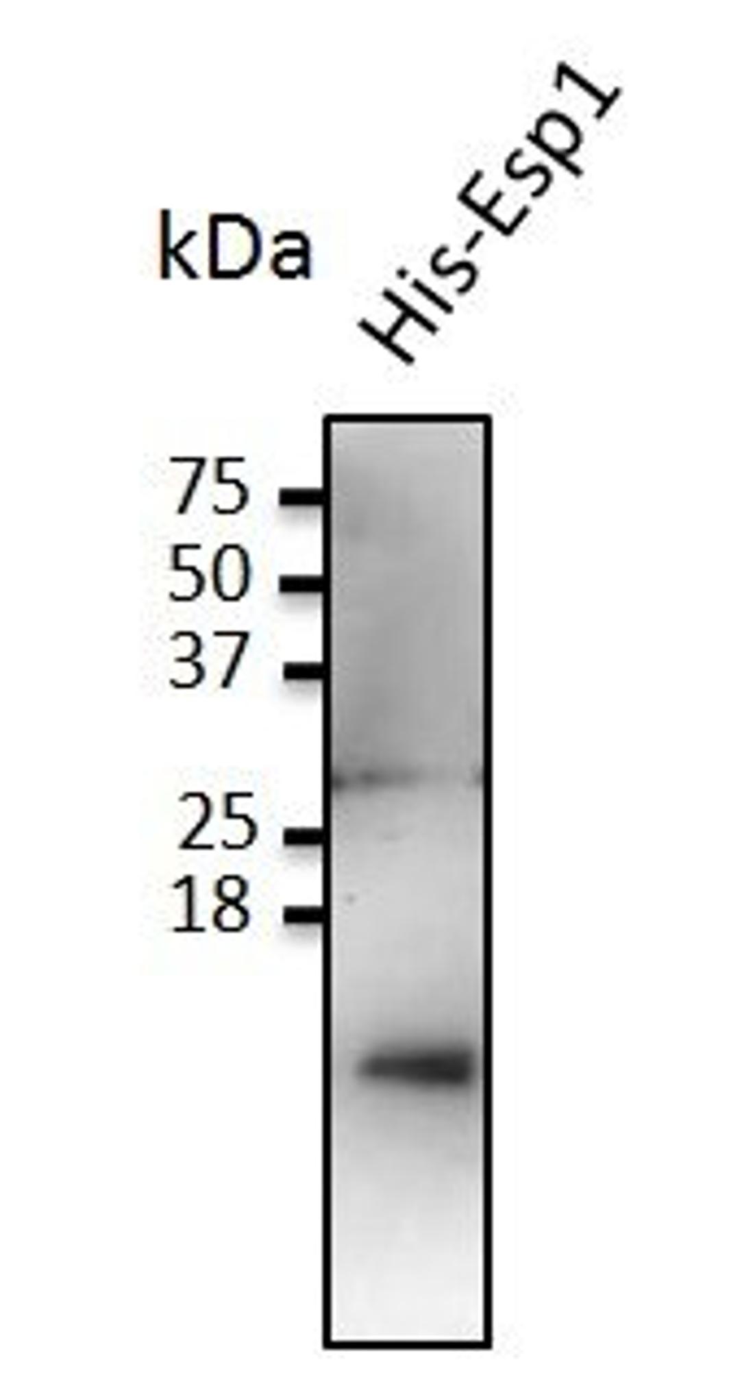 Western blot analysis of staining of His-Esp1 cells lysate using Esp1 antibody