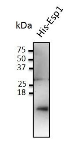 Western blot analysis of staining of His-Esp1 cells lysate using Esp1 antibody