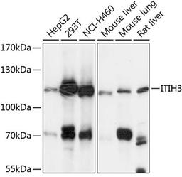 Western blot - ITIH3 antibody (A9459)