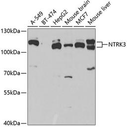 Western blot - NTRK3 antibody (A5842)