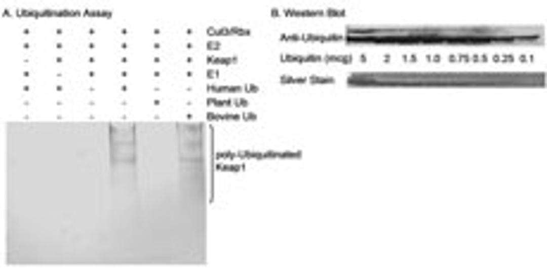 Detection of Ubiquitin by western blotting of Products from an Ubiquitination Assay and Purified Ubiquitin.