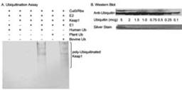 Detection of Ubiquitin by western blotting of Products from an Ubiquitination Assay and Purified Ubiquitin.