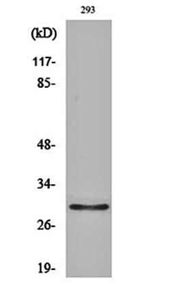 Western blot analysis of 293 cell lysates using Olfactory receptor 10J1 antibody