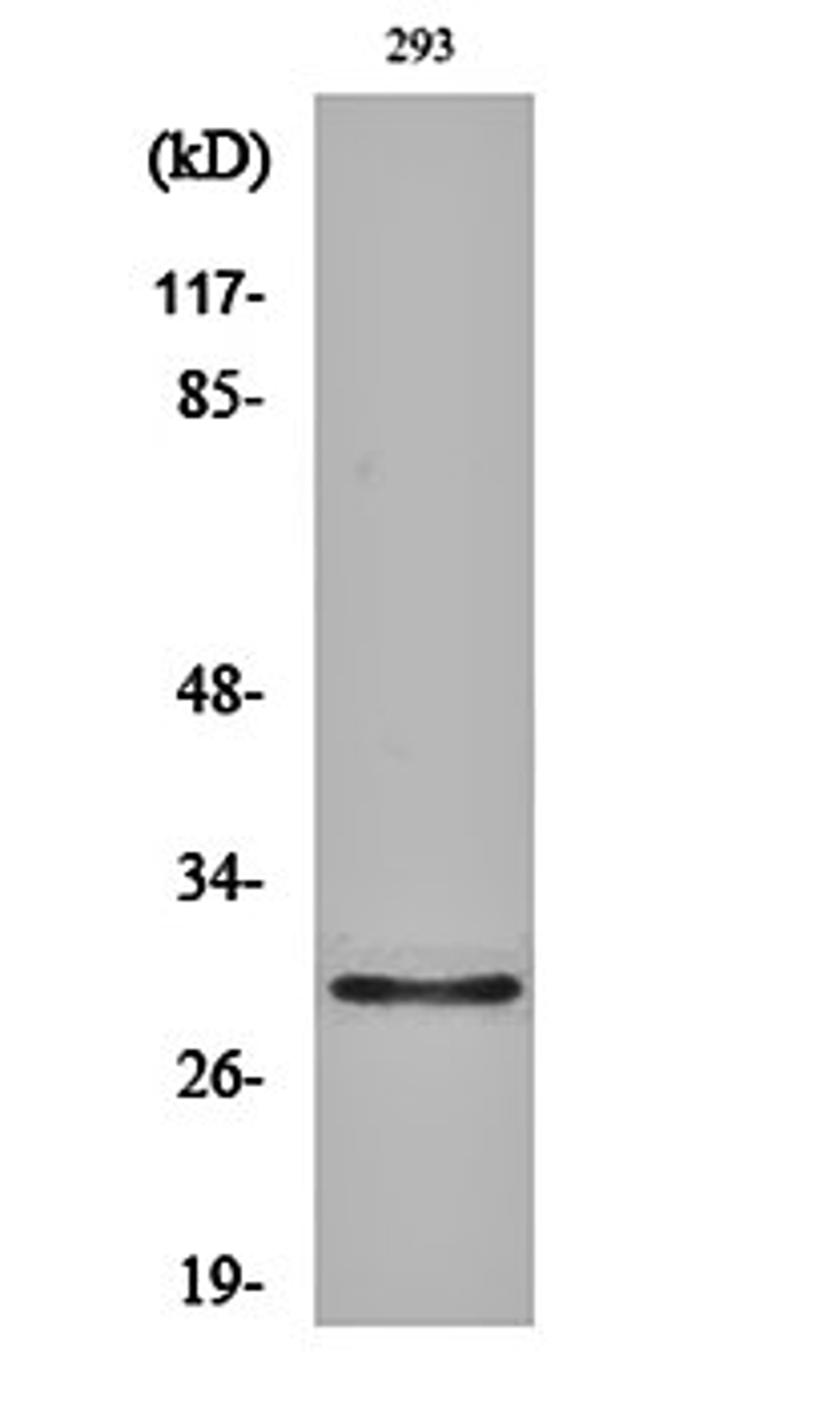 Western blot analysis of 293 cell lysates using Olfactory receptor 10J1 antibody