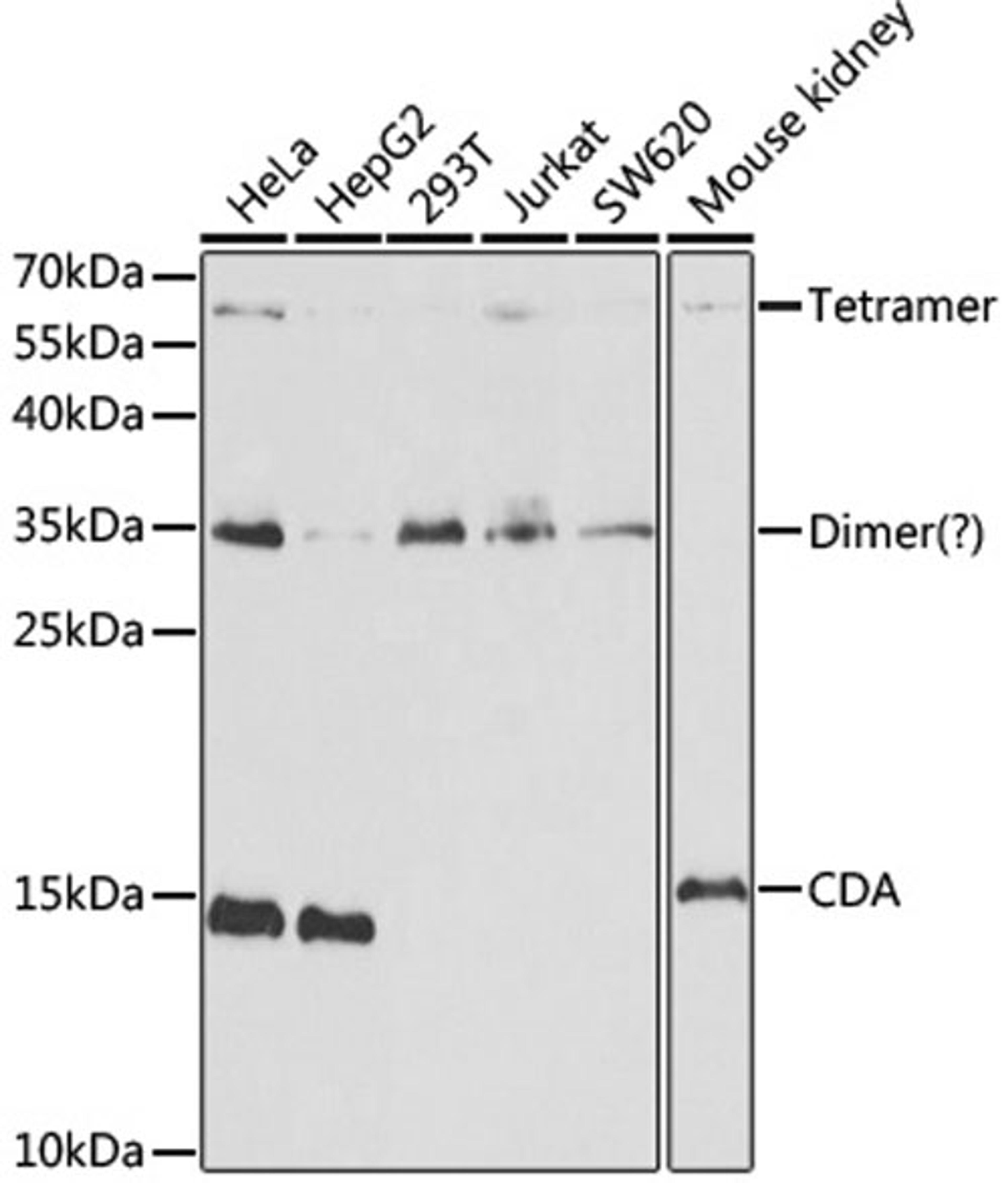 Western blot - CDA antibody (A2006)