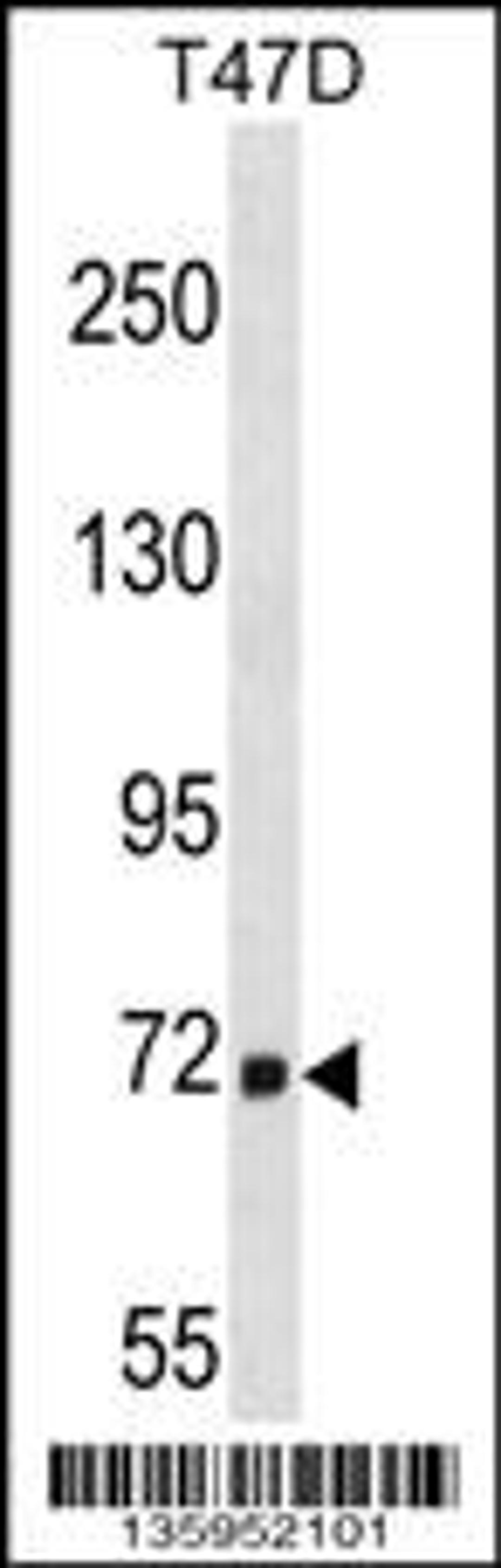 Western blot analysis in T47D cell line lysates (35ug/lane).