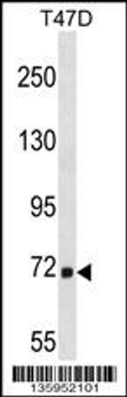 Western blot analysis in T47D cell line lysates (35ug/lane).