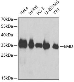 Western blot - EMD antibody (A1132)