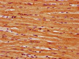 IHC image of CSB-PA020835LA01HU diluted at 1:300 and staining in paraffin-embedded human heart tissue performed on a Leica BondTM system. After dewaxing and hydration, antigen retrieval was mediated by high pressure in a citrate buffer (pH 6.0). Section was blocked with 10% normal goat serum 30min at RT. Then primary antibody (1% BSA) was incubated at 4&deg;C overnight. The primary is detected by a biotinylated secondary antibody and visualized using an HRP conjugated SP system.