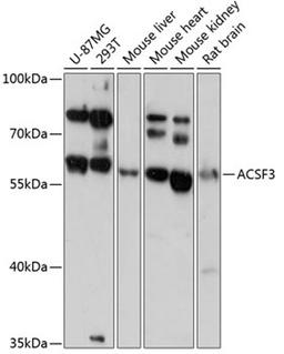 Western blot - ACSF3 antibody (A13769)