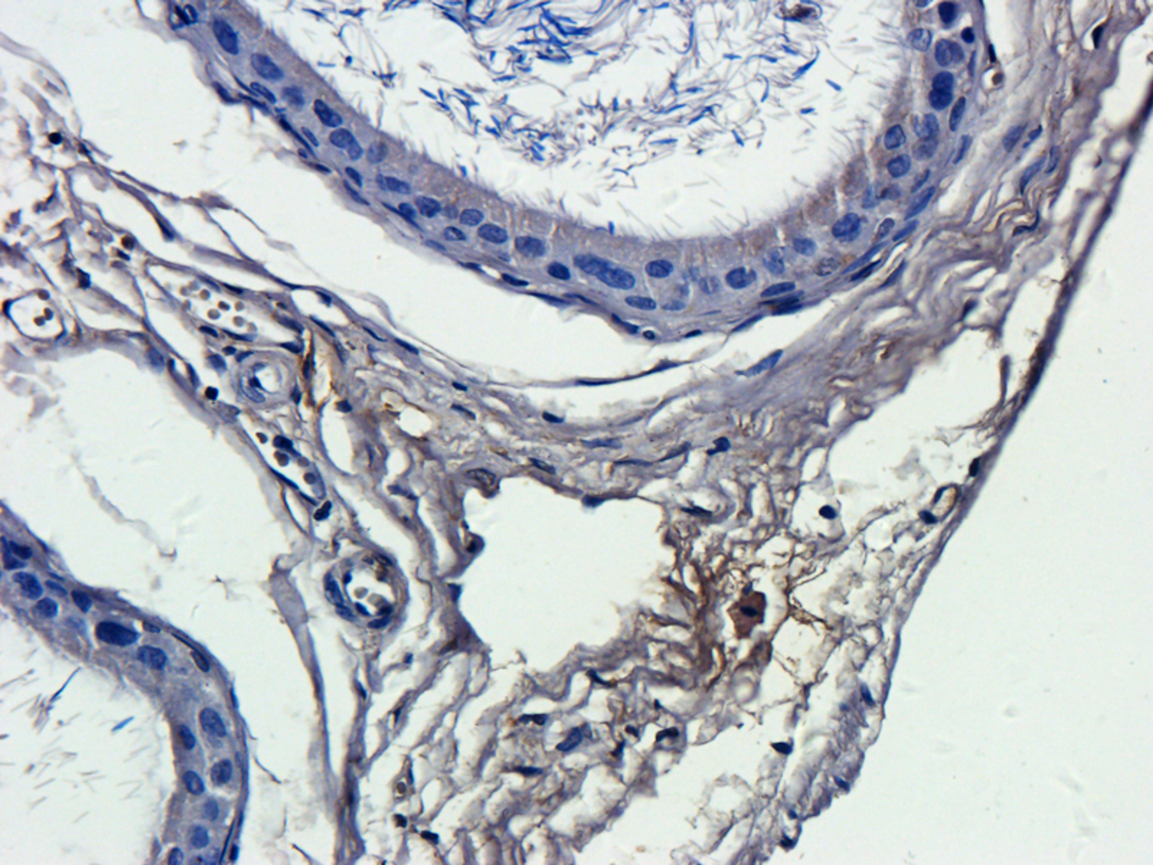 Immunohistochemical staining of paraffin embedded rat epididymis tissue using IL13 antibody (2.5 ug/ml)