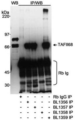 Detection of human TAFII68 by western blot and immunoprecipitation.