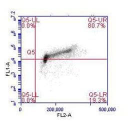 Flow cytometric analysis of phospho-MCM2 (pS40/41).