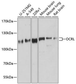 Western blot - OCRL antibody (A9290)