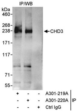 Detection of human CHD3 by western blot of immunoprecipitates.