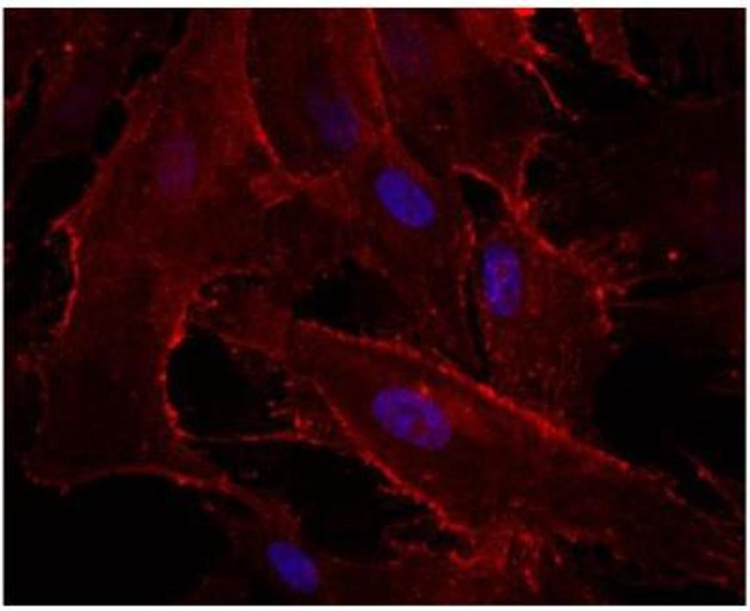 Immunocytochemistry: Integrin alpha 3/CD49c Antibody [NBP1-19724] - IF staining of Integrin alpha 3 in pig trabecular meshwork cells using Integrin alpha 3 antibody. Image from verified customer review.