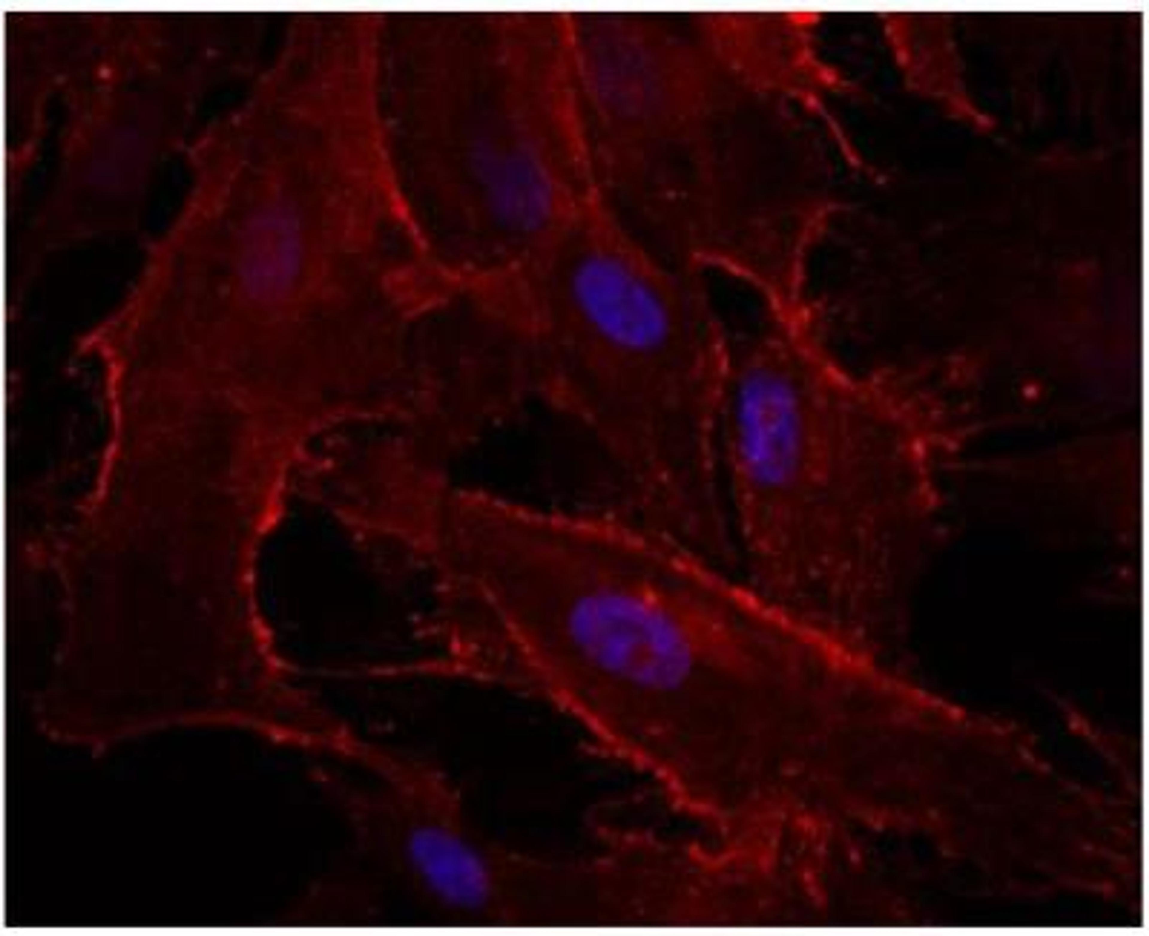 Immunocytochemistry: Integrin alpha 3/CD49c Antibody [NBP1-19724] - IF staining of Integrin alpha 3 in pig trabecular meshwork cells using Integrin alpha 3 antibody. Image from verified customer review.