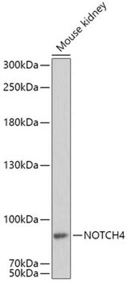 Western blot - NOTCH4 antibody (A8303)