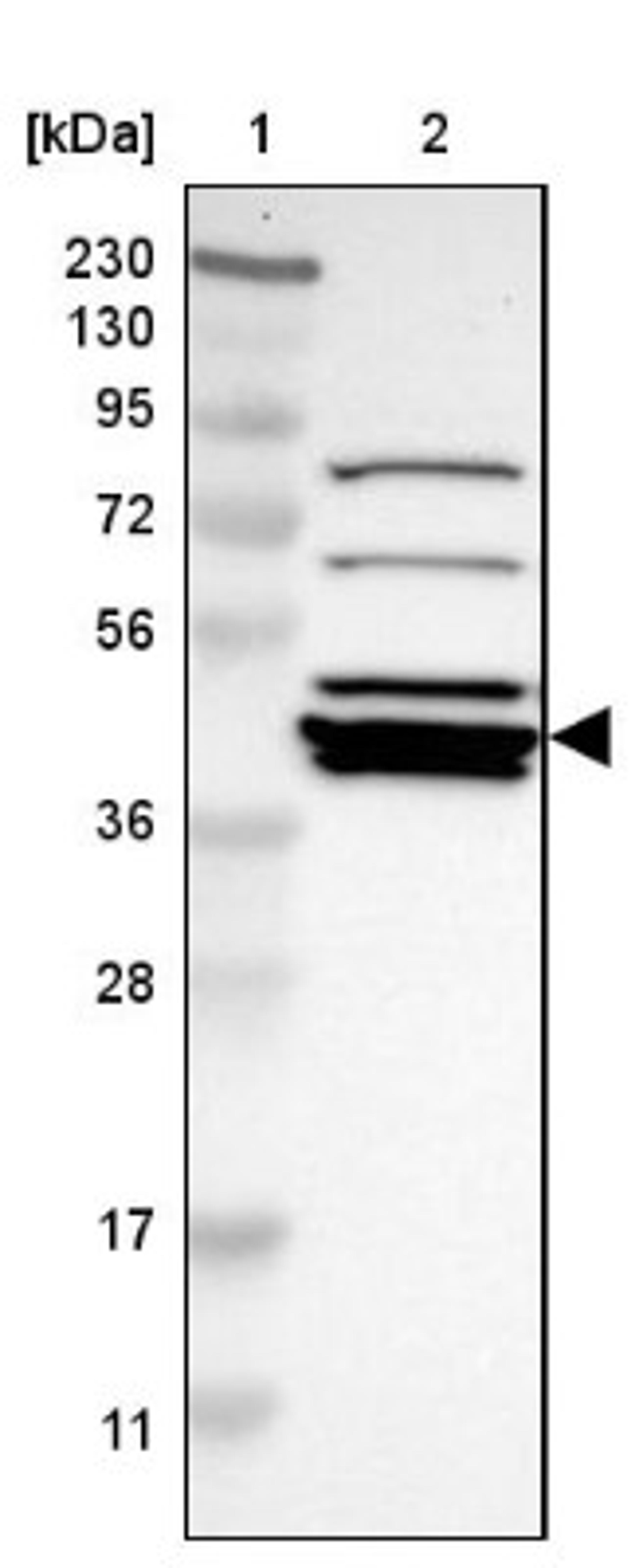 Western Blot: NELF-E Antibody [NBP1-88036] - Lane 1: Marker [kDa] 230, 130, 95, 72, 56, 36, 28, 17, 11<br/>Lane 2: Human cell line RT-4