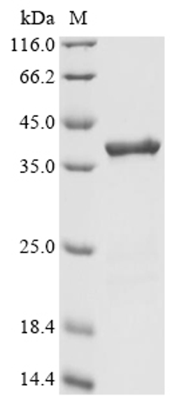 (Tris-Glycine gel) Discontinuous SDS-PAGE (reduced) with 5% enrichment gel and 15% separation gel.