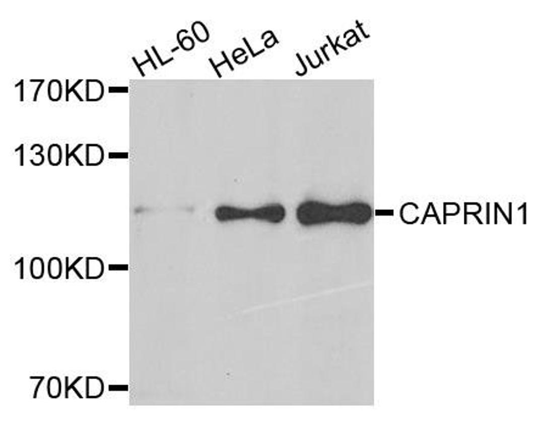 Western blot analysis of extracts of various cells using CAPRIN1 antibody