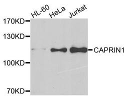 Western blot analysis of extracts of various cells using CAPRIN1 antibody