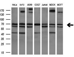 Western Blot: RPC62 Antibody (2H1) [NBP2-45900] - Analysis of extracts (10ug) from 7 different cell lines (HeLa: human; SVT2: mouse; A549: human; COS7: monkey; Jurkat: human; MDCK: canine; MCF7: Human)