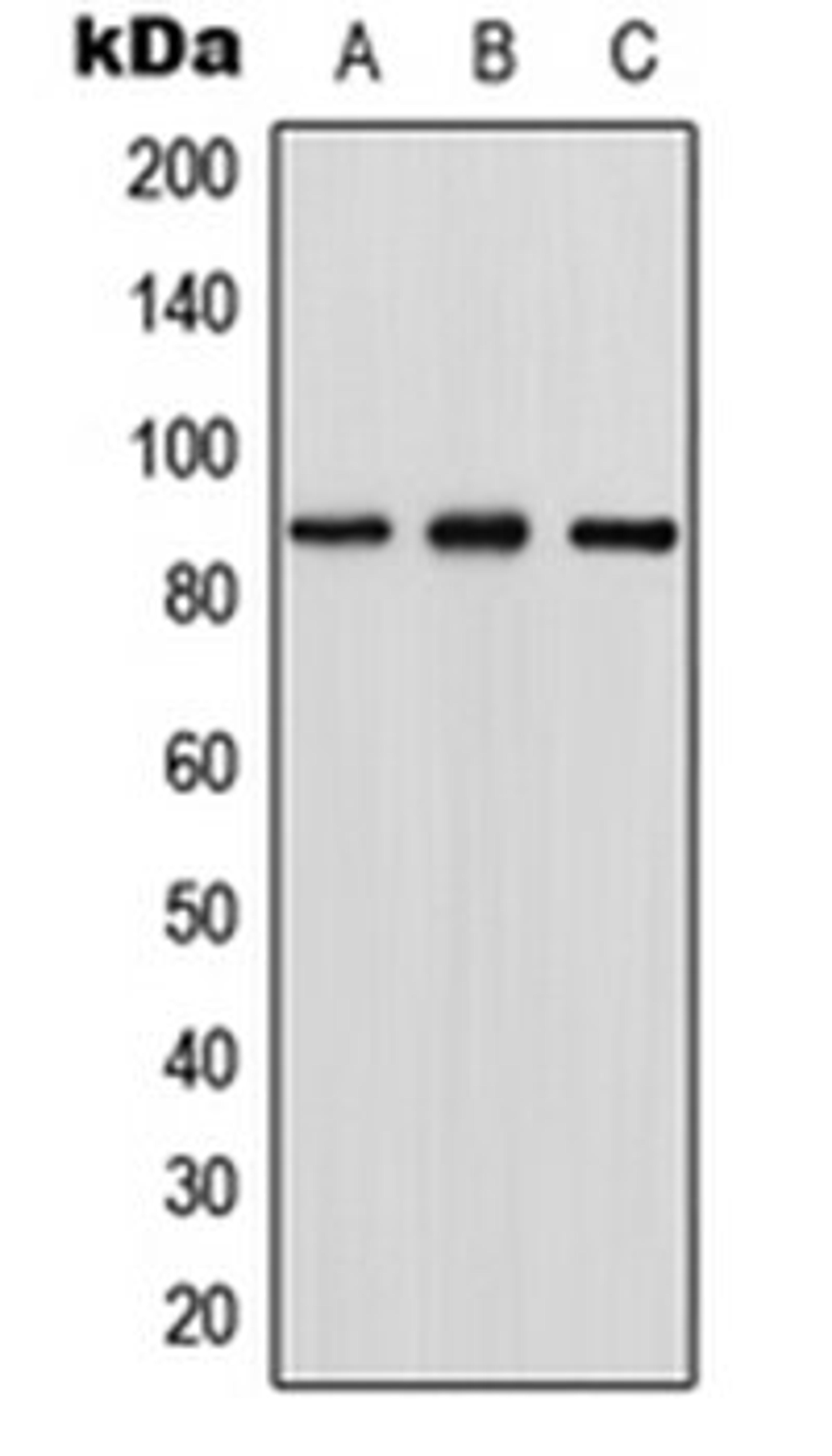 Western blot analysis of HEK293T (Lane 1), NIH3T3 (Lane 2), PC12 (Lane 3) whole cell lysates using RGL1 antibody