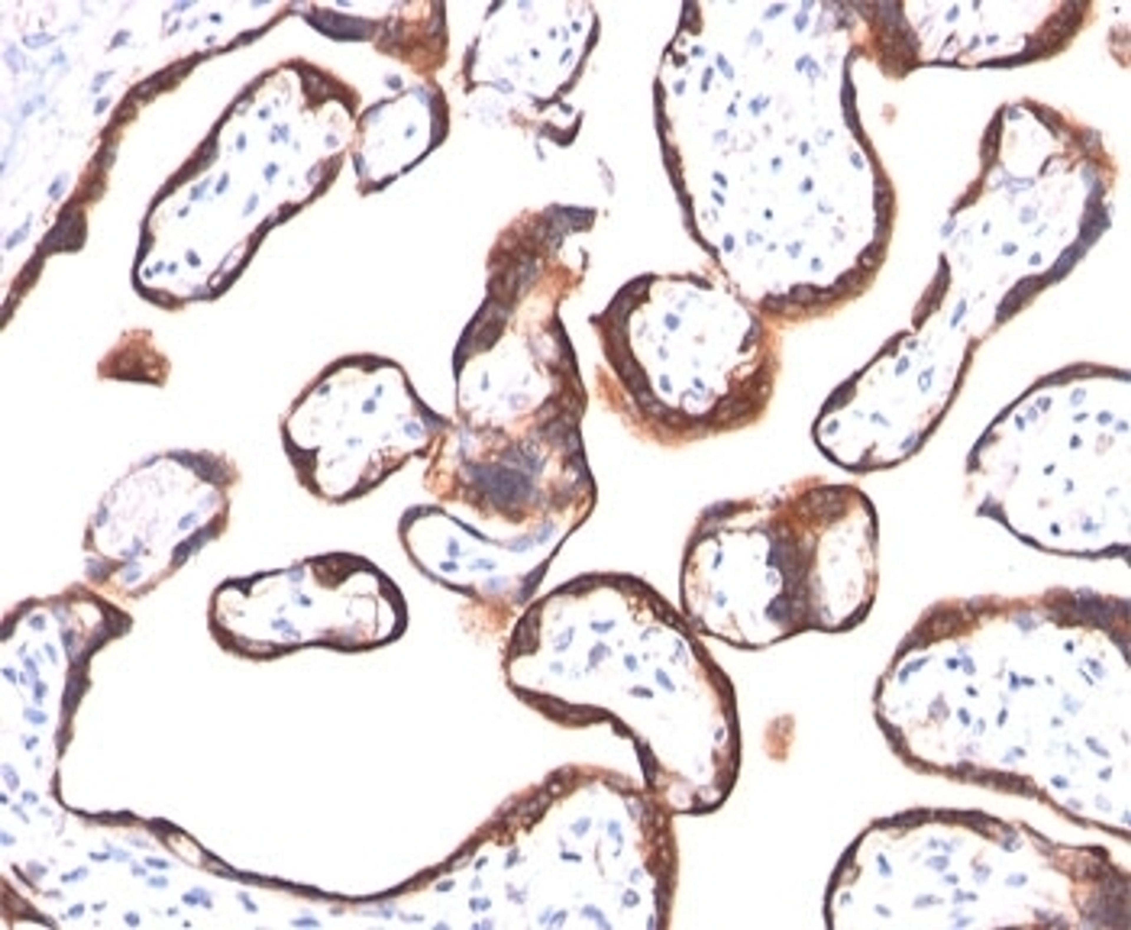 IHC testing of human placenta stained with HCG-alpha antibody (HCGa/53). Note specific membrane staining.