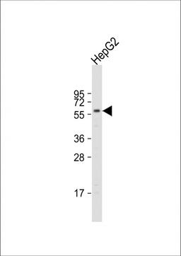 Western Blot at 1:1000 dilution + HepG2 whole cell lysate Lysates/proteins at 20 ug per lane.