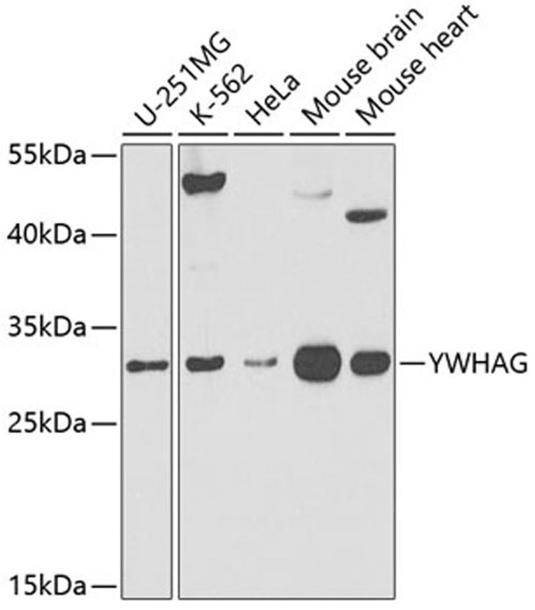 Western blot - YWHAG antibody (A3043)